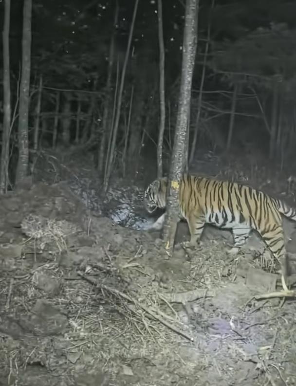 夜虎狐 挖掘机师傅夜间山里作业偶遇东北虎，目击者：对视那几秒，大气都不敢喘