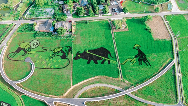 乡村振兴：大雨村从贫困村到“幸福里”