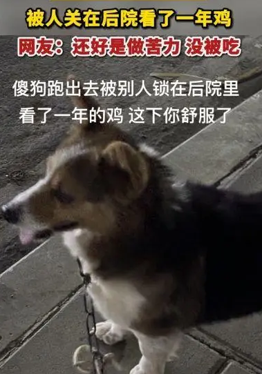 柯基跑丢后被人关鸡棚看了一年鸡 网友：出去打了一年工