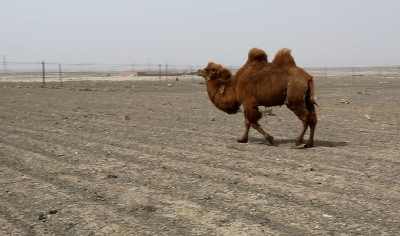 I'm in Xinjiang Bazaar Shopping