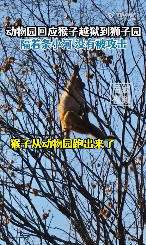 动物园猴子打架输了逃到狮子园 负责人透露详情
