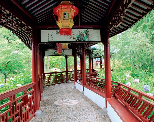 一个比利时人的“中国梦”