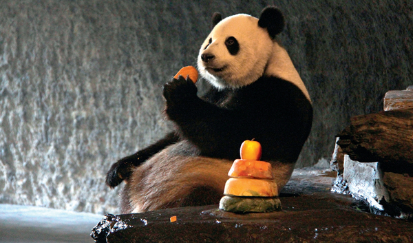 一个比利时人的“中国梦”