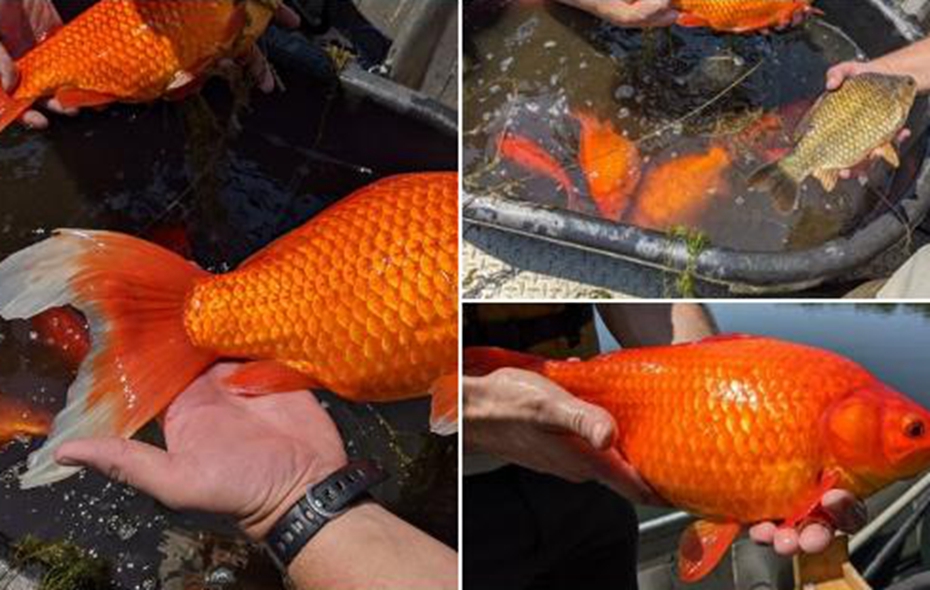 美国小城现巨无霸金鱼当地官员崩溃 环球视野 环球人物网 有温度的人物网站