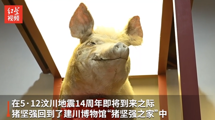 多图猪坚强标本在建川博物馆迎首批游客