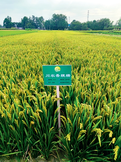 一颗“芯”,一粒种,一条链——推进种业振兴的“温江答卷”
