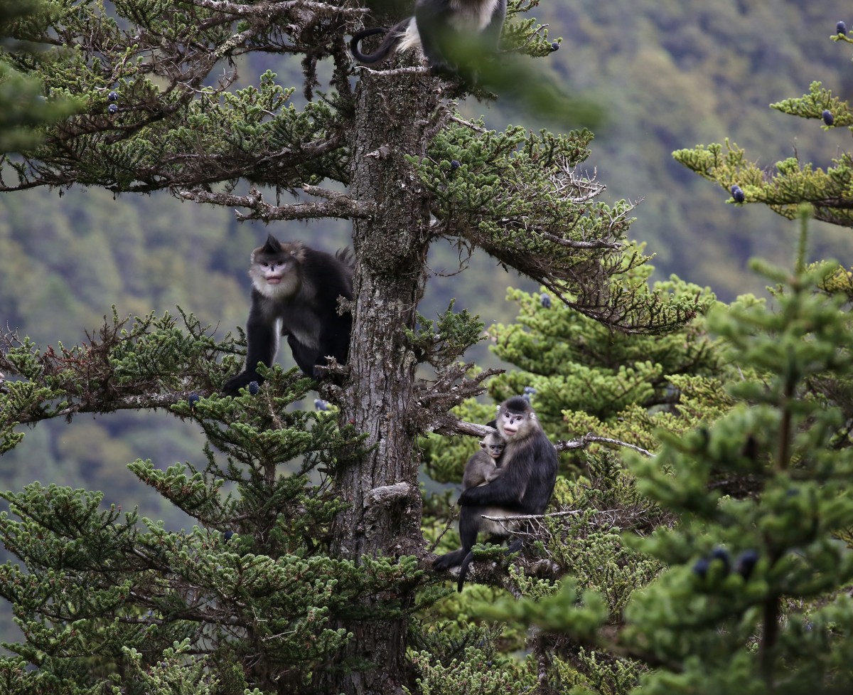 多贡: 守护家门口的 “金山银山”